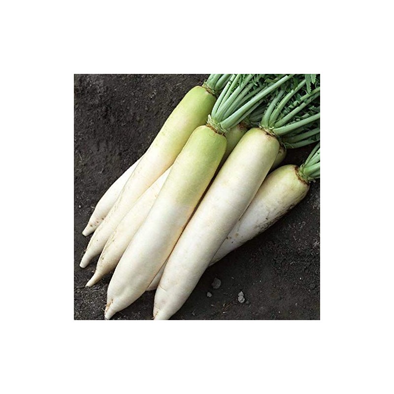 Daikon Radish - 5 g ~470 Seeds - Non-GMO, Heirloom,