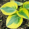 Autumn Frost-Hosta Seeds Plantain Lily Perennial Low Maintenance GMO Free