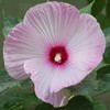 Outsidepride Hibiscus Luna Pink Swirl Flower Seeds - 20 Seeds