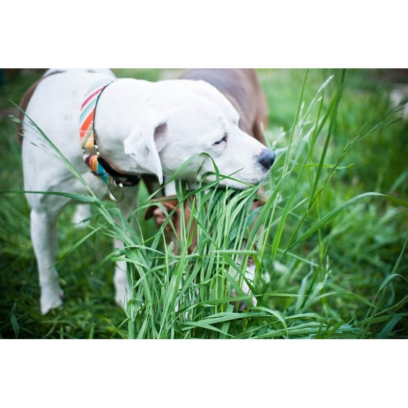 Seeds Herb Dog Grass to Eat for Sprouting Resistant Vitamin