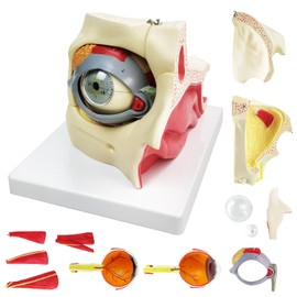 HADWYN 3X Enlarged Human Eye Orbital Anatomical Model, 13 Parts Eyeball Orbital Model Showing Optic Nerve Cornea Iris Lens and Vitreous Body with Stand for Medical Classroom Teaching Research