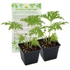 Live Citronella Geranium Plants (2-Pack); Pelargonium Citronella Scented Potted Plants