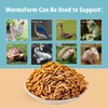 10lb Dried Black Soldier Fly Larvae Treat for Chickens More