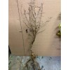 live plant Two plants 2-3 year old Washington hawthorn (Crataegus
