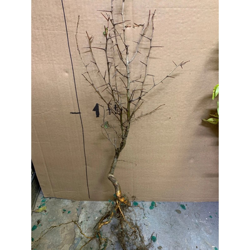 live plant Two plants 2-3 year old Washington hawthorn (Crataegus