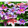 50 Pcs Mixed Purple Clematis Seeds - Perennial Heirloom Non-GMO