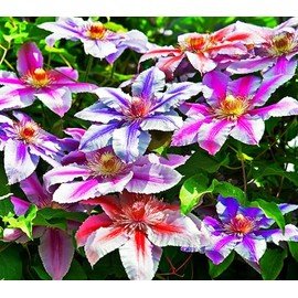 50 Pcs Mixed Purple Clematis Seeds - Perennial Heirloom Non-GMO Outdoor Indoor