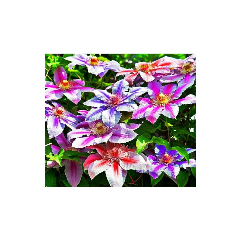 50 Pcs Mixed Purple Clematis Seeds - Perennial Heirloom Non-GMO
