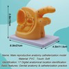 DRXRD Catheterization Model Anatomical Models Internal External Genital PVC Anatomy