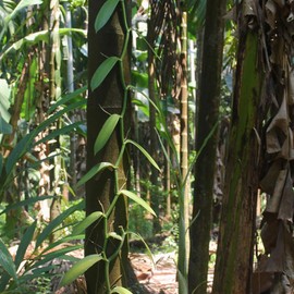 Aromatics International Aromatics International Pure Organic Cinnamon Bark Essential Oil 5ml | Organic Essential Oils