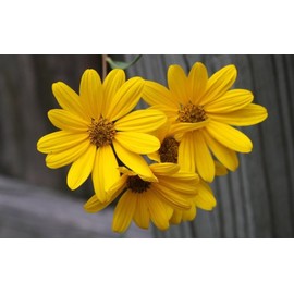 The Gardening World 250 Swamp Sunflower Seeds Helianthus Angustifolius