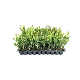 Winter Gem Boxwood - 40 Live Plants - 2" Pot Size - Buxus Microphylla Japonica - Fast Growing Cold Hardy Formal Evergreen Shrub