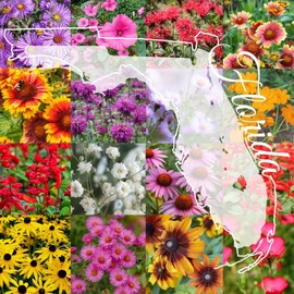 Northern Florida Bulk Perennial Wildflower Seed Mix 1lb Covers 2,000sq-ft - Attract Pollinators, Multi-Color Blooms - Southeast US Species Plant in Spring/Fall, Earth-Friendly Packaging (1/4 Pound)
