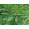 Bald Cypress Tree (Taxodium distichum) - Live Plant - (1