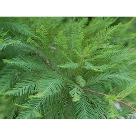 Bald Cypress Tree (Taxodium distichum) - Live Plant - (1 QT)