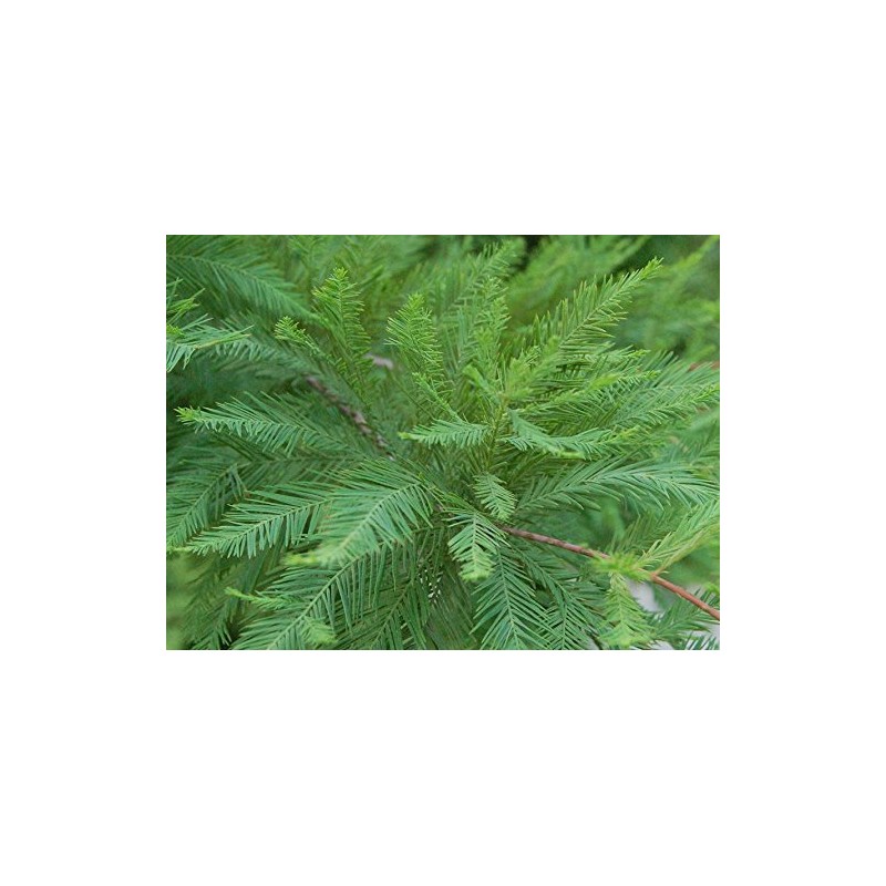 Bald Cypress Tree (Taxodium distichum) - Live Plant - (1