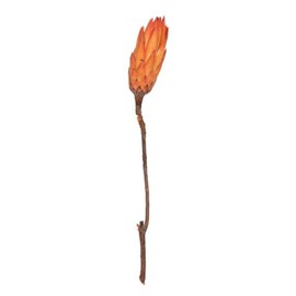 Vickerman 666722-14" Nectarine Repens on Stem - 6/Bunch (H1RNS775) Dried and Preserved Pods