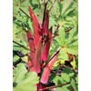 250 Red Burgundy Okra Seeds for Planting. Non GMO 14