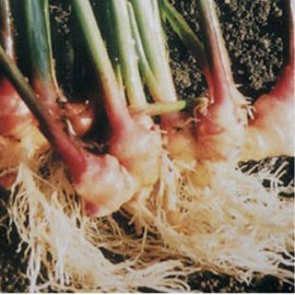 Gold Time Ginger Grain 720 Tablets