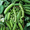 50 Sugar Ann Sugar Snap Pea Heirloom Seeds - Non