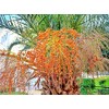Canary Island Date Palm Seeds for Planting (5 Seeds) -