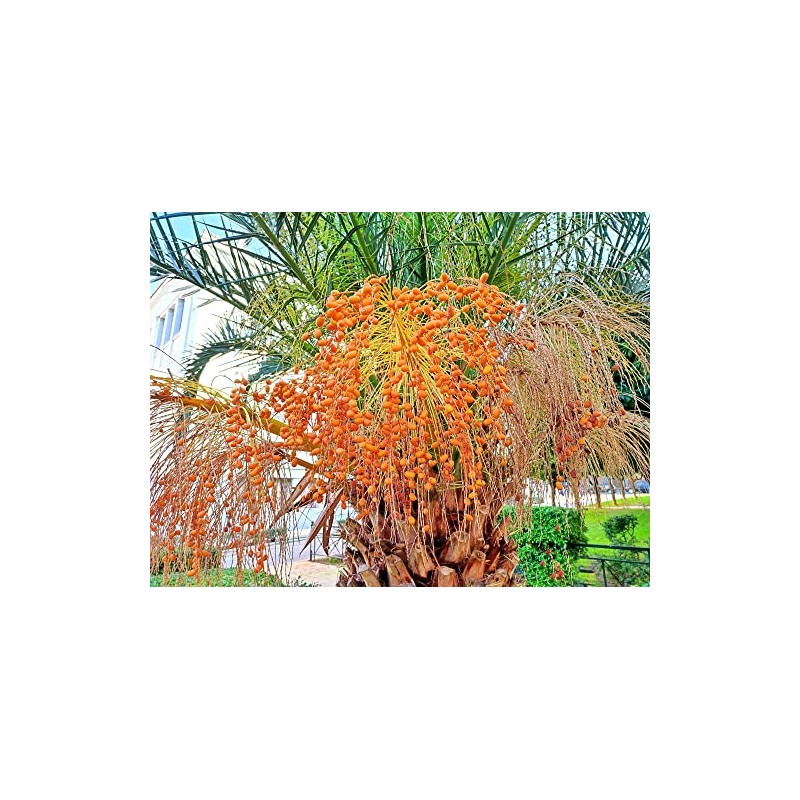 Canary Island Date Palm Seeds for Planting (5 Seeds) -