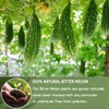 (2 Packs) Dried Bitter Melon Slices – 3.5 oz |