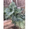 Unbranded Collard Greens “couves” Imported From Portugal. Locally Grown. (READ
