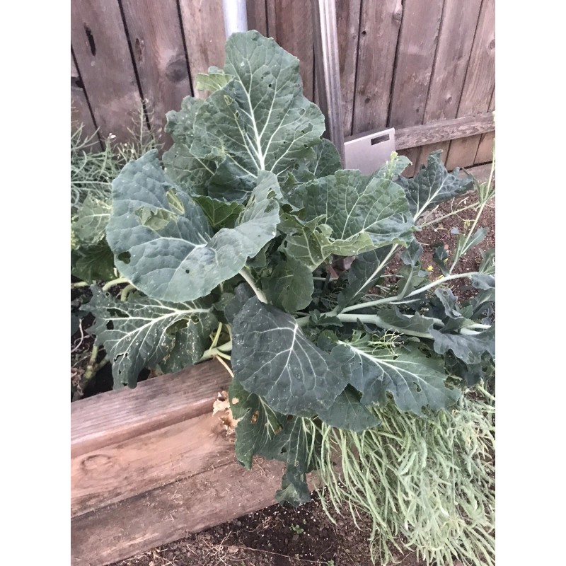 Unbranded Collard Greens “couves” Imported From Portugal. Locally Grown. (READ