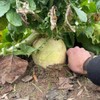 BioLogic New Zealand Endurance Radish, New Generation of Radish Developed