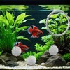 Betta Fish Exercise Hoops,Betta Fish Toys for Small Tank -