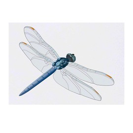 'Dragonfly' Temporary Tattoo - Water Resistant, Skin-Safe, Non-Toxic Transfer (TO00035130)