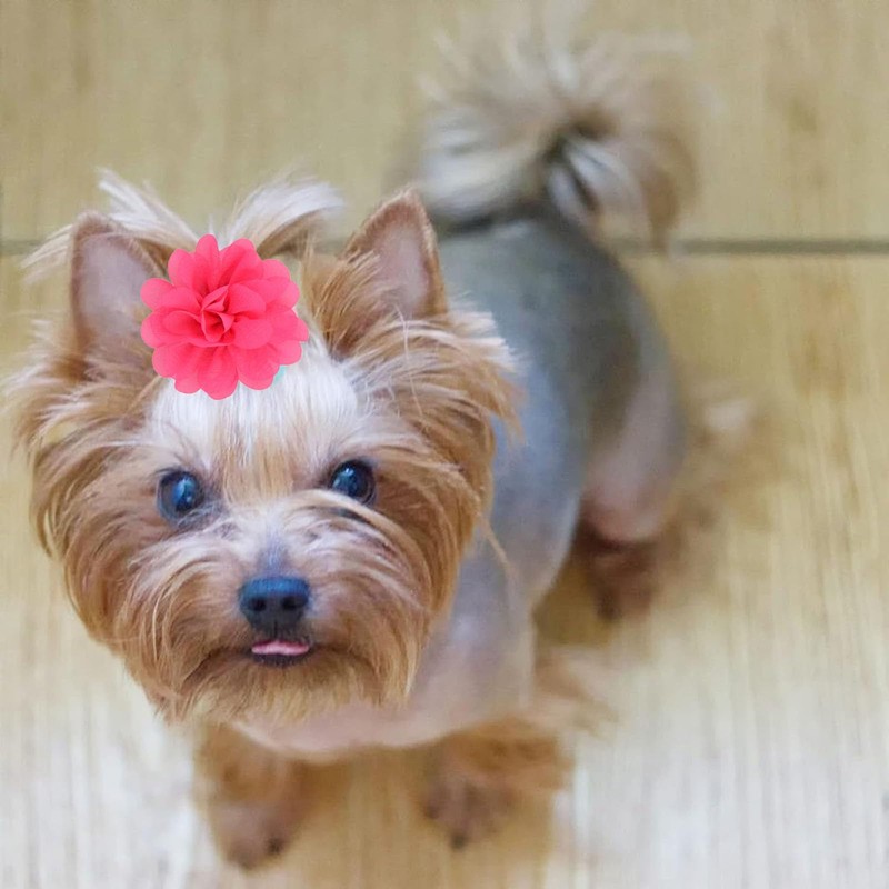 NUOSYI 52PCS Flower Bows Alligator Hair Clips for Cat Dogs