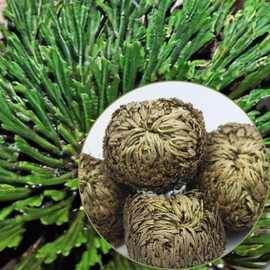 FAICOIA FAICOIA 4 Pack Rose of Jericho Dried Plants Rosa de Jerico Original Dried Fern Like Scale Leaf Prayer Plants for Spiritual Purification Home Decor Vase Filler ldeal Present for Plant Lovers
