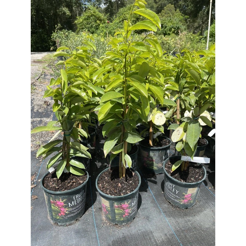 Tree SOURSOP TREE (Guanabana) Cây Mãng Cầu Xiêm. 2+ Feet