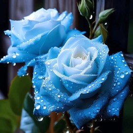 Nygardenia 20pcs Broken Ice Blue Rose Seeds - Non-GMO Heirloom Variety.