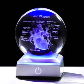 3D Human Heart 3.15 in. Crystal Ball Gifts for Men Cousin, Glass Sphere Etched Anatomical Heart Model Keepsake for Surgeon Doctor Cardiologist with LED Light Base