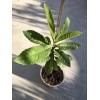 Tree Sweet Japanese Loquat Fruit Tree Tropical Live Plant 15”