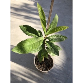Tree Sweet Japanese Loquat Fruit Tree Tropical Live Plant 15” No Pot
