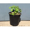 20cm Mulch Mats Made of Recycled Coffee Sacks - Pack