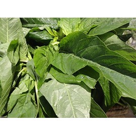 300 Jamaican CALLALOO SEEDS (Edible Amaranth) Real Jamaican Organic Heirloom