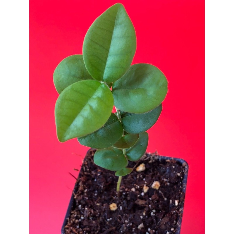 LovelyGarden Pitangatuba Star Cherry Eugenia Selloi neonitida Fruit Tree Seedling