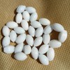 Varillas magnéticas para agitar mezclador PTFE (6 x 10 mm,