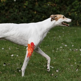 Tmax Canine & Equine Kinesiology Tape | Veterinary Medical Tape for Joint Support & Pet Care | 6 cm X 5 m (Black)