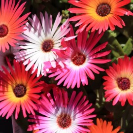 Fresh Iceplant Daisy Seeds 250+ Seeds Daisy Flower, Flower Seeds, Annual Seeds, - Style 5