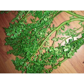 FRESCURA  PLANTA YERBA LLERBA religion yoruba ifa afrinaca santeria