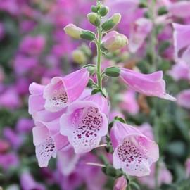 Pink Foxglove Seeds Digitalis Purpurea Attracts Hummingbirds Deer & Rabbit Resistant Beds Containers Woodland Gardens Outdoor 1000Pcs Flower Seeds by YEGAOL Garden