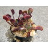 3 Small Sized Red Dragon Venus Flytraps - Fly Trap