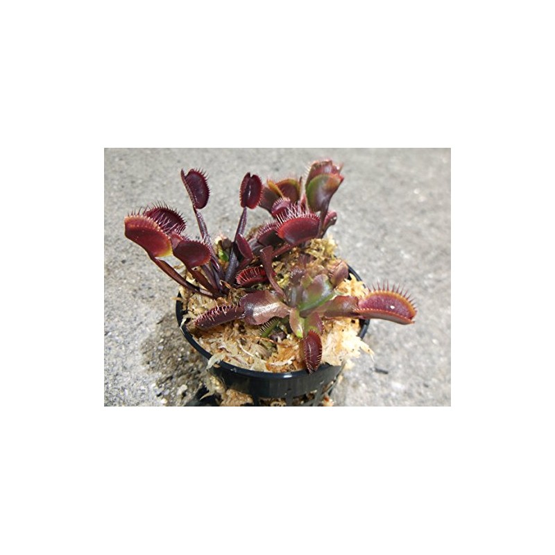 3 Small Sized Red Dragon Venus Flytraps - Fly Trap