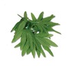 Club Pack of 12 Green Fern Leaf Tropical Island Luau